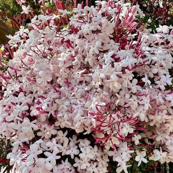 Pink American Jasmine
