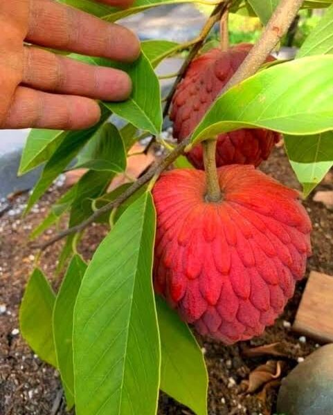 Red Custard Apple Plant - Grafted