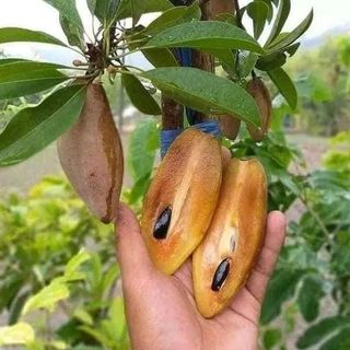 Thai Langcha Chiku Plant - Grafted