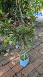 Thai Langcha Chiku Plant - Grafted - Image 2