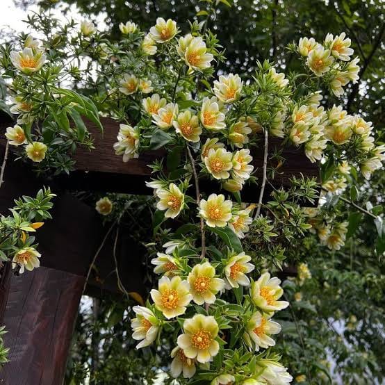 Lemon Vine Flower Plant