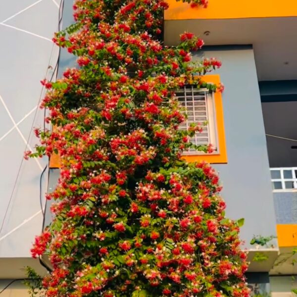 Madhumalati Flower Plant - Double petal