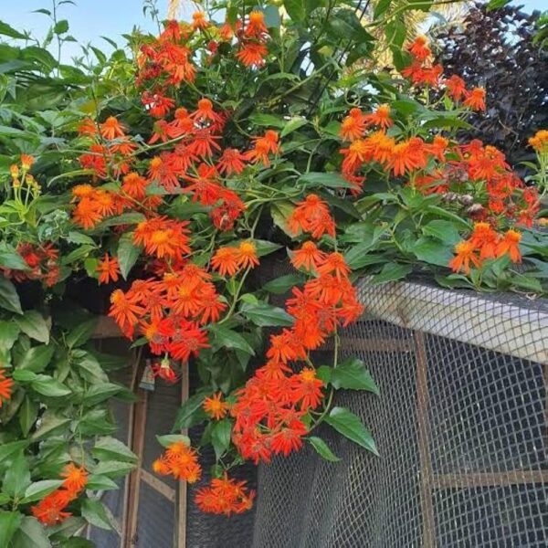 Mexican Flame Vine Flower Plant