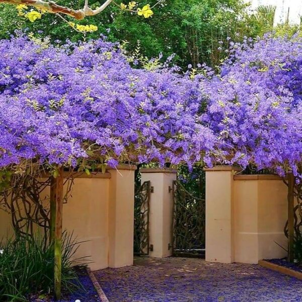 Petrea Volubillis - Purple