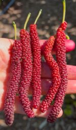 Pakistani Red Long Mulberry Plant - Grafted