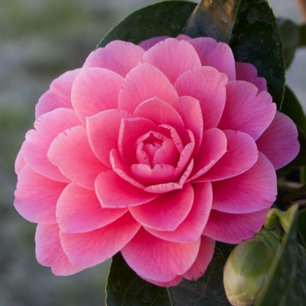 Camelia-Pink Flower Plant