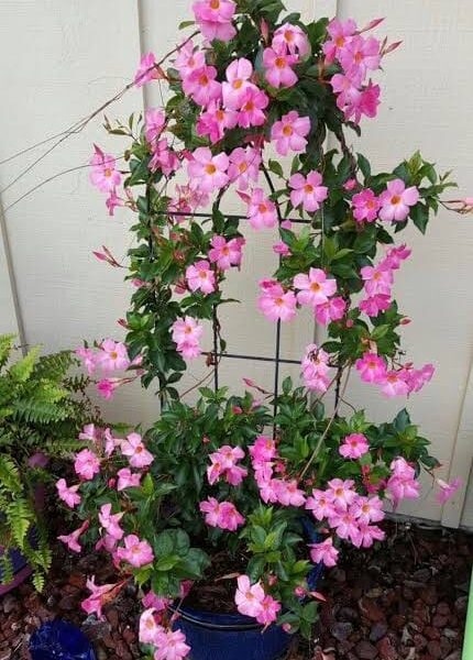 Pink Mandevillea Flower Plants