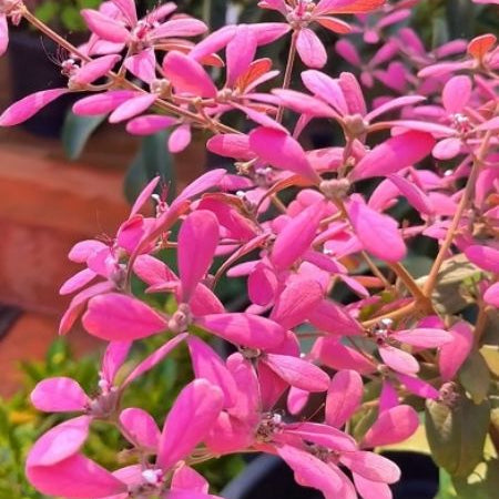 Petrea Volubillis - Pink