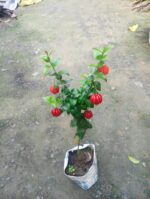 Red Surinam Cherry Plant - Image 2