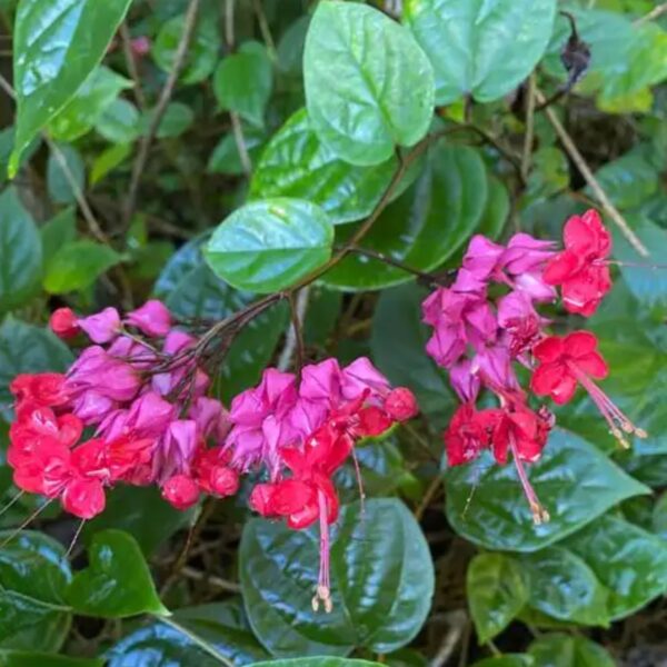 Red Bleeding Heart plant