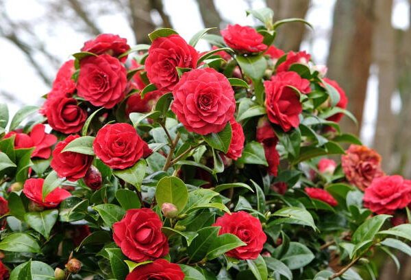 Red camelia Flower Plant