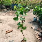 Pakistani Red Long Mulberry Plant - Grafted - Image 2