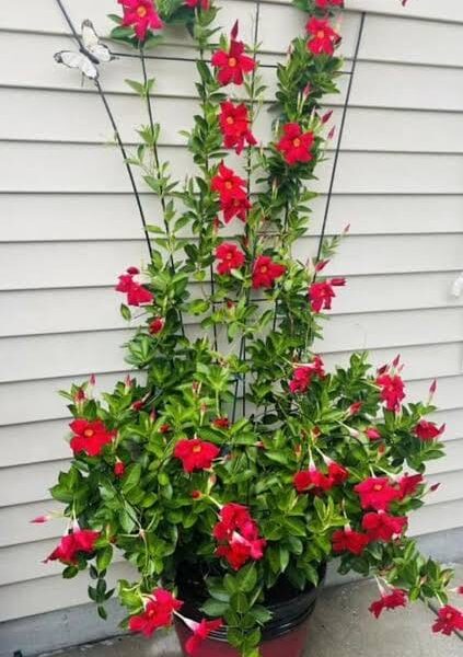 Red Mandevillea Flower Plant