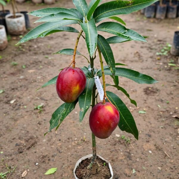 Red Palmer Mango Plant - Grafted