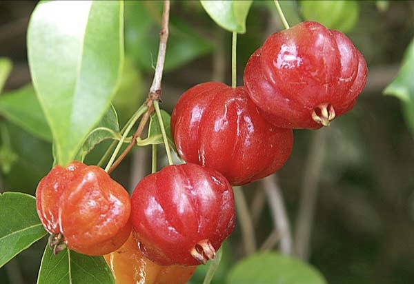 Red Surinam Cherry Plant