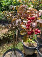 Red Ruby Longan Plant - Grafted - Image 2