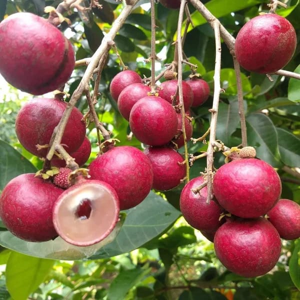 Red Ruby Longan Plant - Grafted