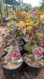 Red Ruby Longan Plant - Grafted - Image 3