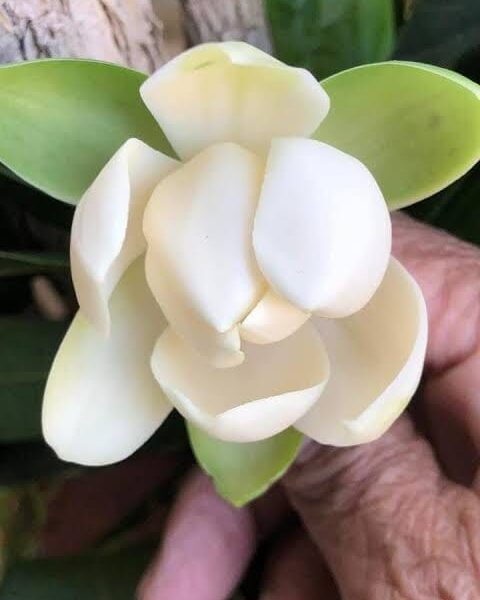 White Egg Magnolia