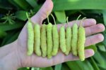 White Long Mulberry Plant - Grafted