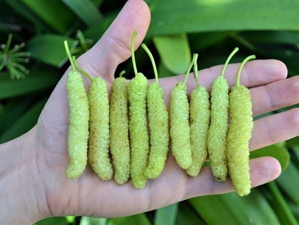 White Long Mulberry Plant - Grafted