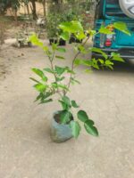White Long Mulberry Plant - Grafted - Image 2