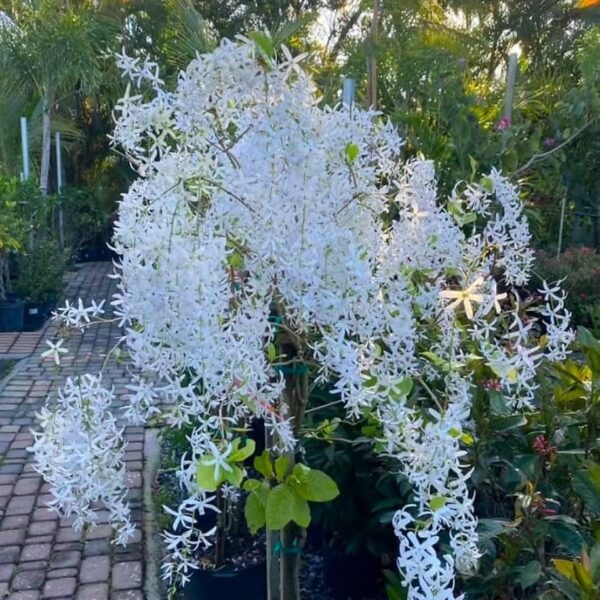 White Petrea Volubillis Flower Plant