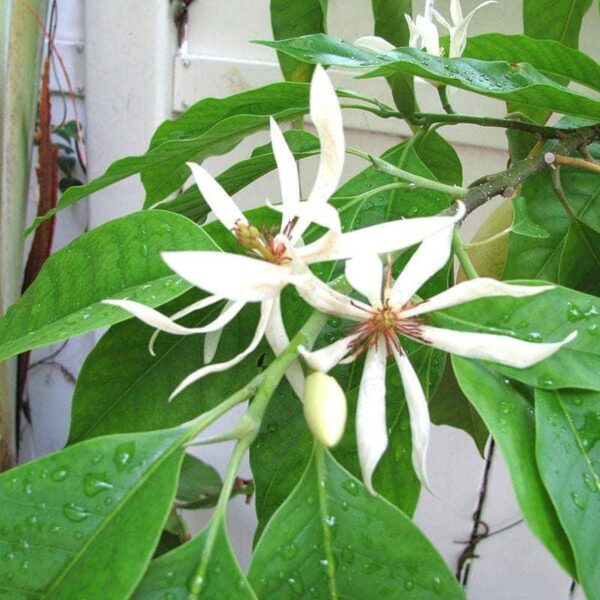 White Swarna Champa Flower Plants