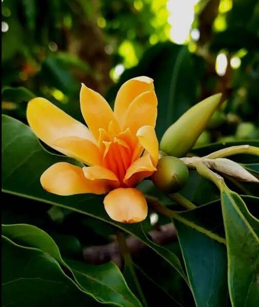 Yellow Swarna Champa - Grafted