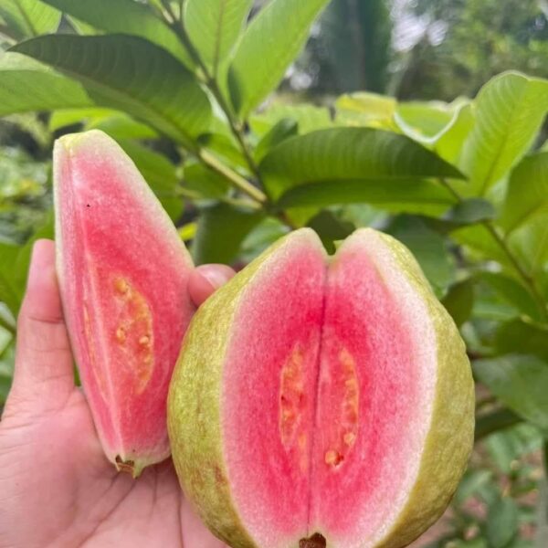 Taiwan Pink Guava Plant - Grafted
