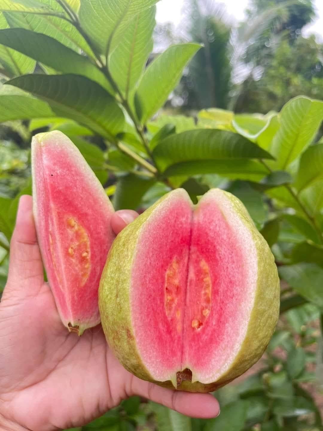 taiwan pink Taiwan Pink Guava Plant - Grafted - Image 1