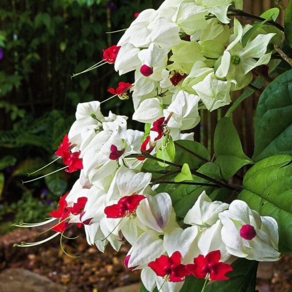 White bleeding heart plant