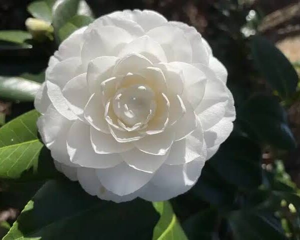 White Camelia Flower Plant