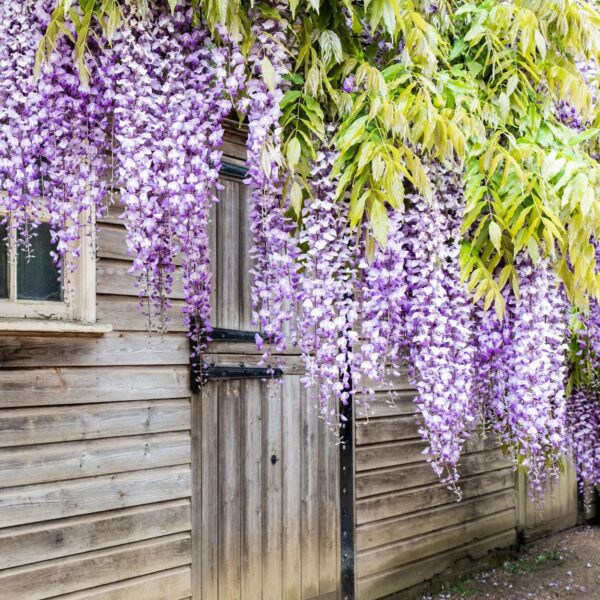 Wisteria Flower Plants