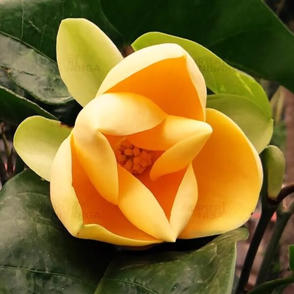 Egg Magnolia - Yellow
