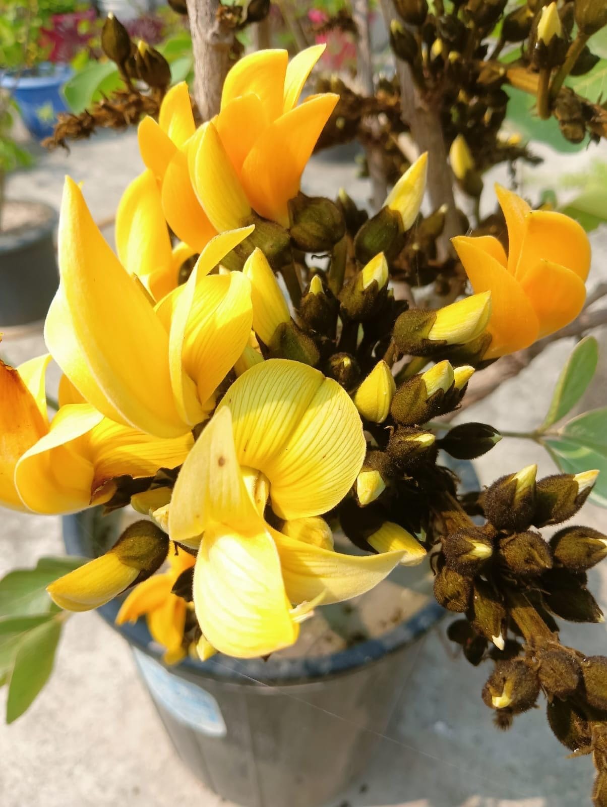 yellow palash Yellow Palash Grafted Flower Plant - Image 1