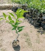 Yellow Malta Plant - Grafted - Image 3